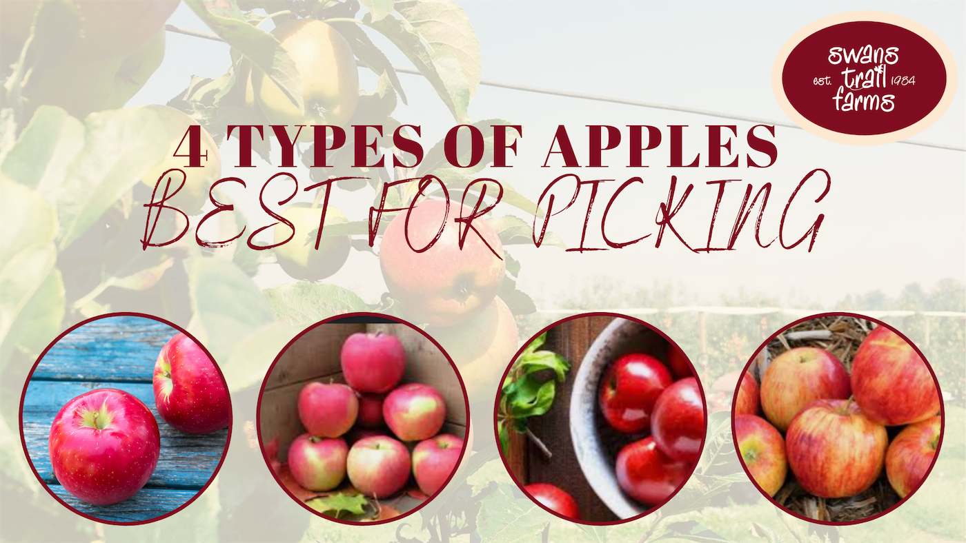 Blog, How Many Types Of Apples Are There