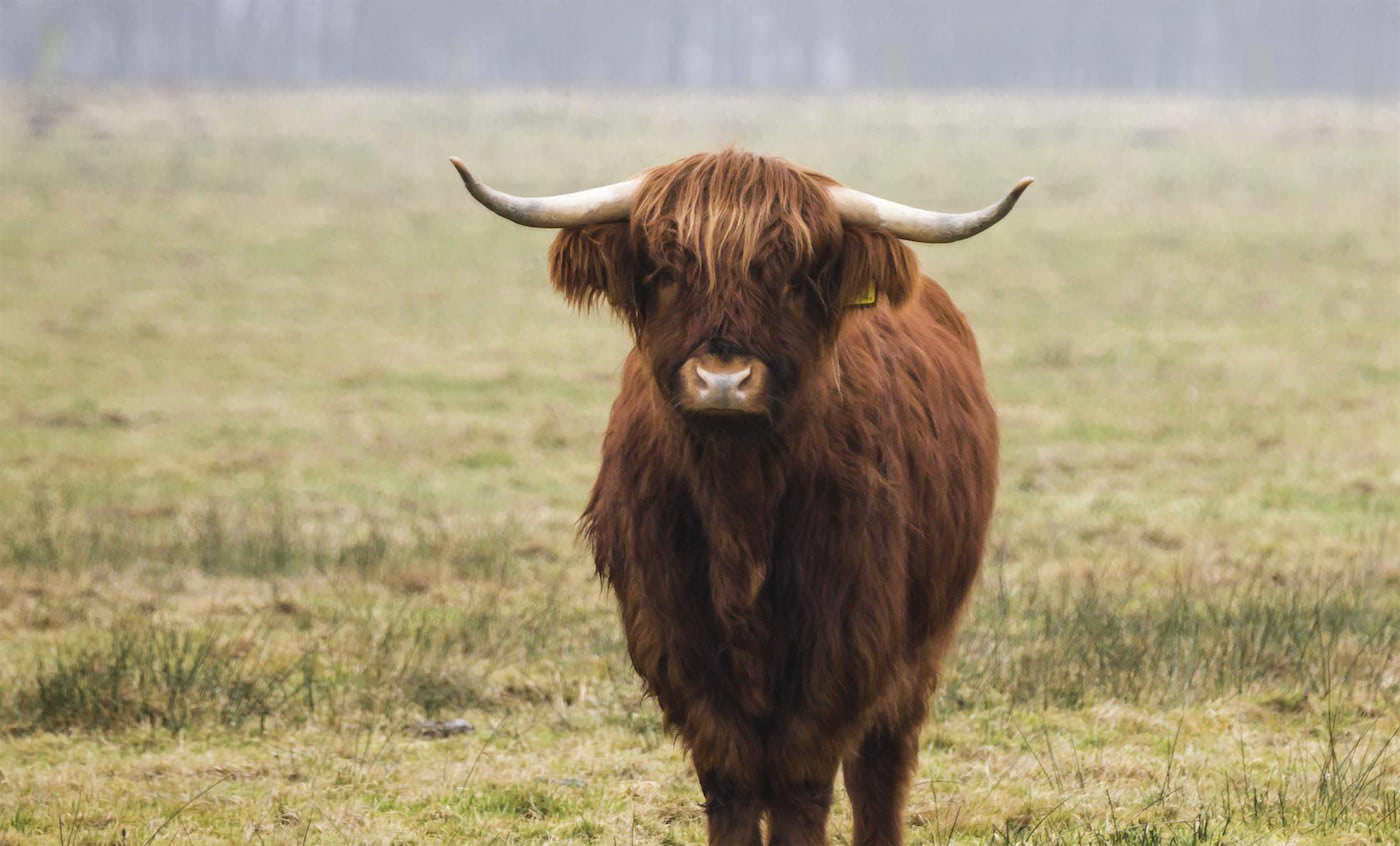 Mini Highland Cow