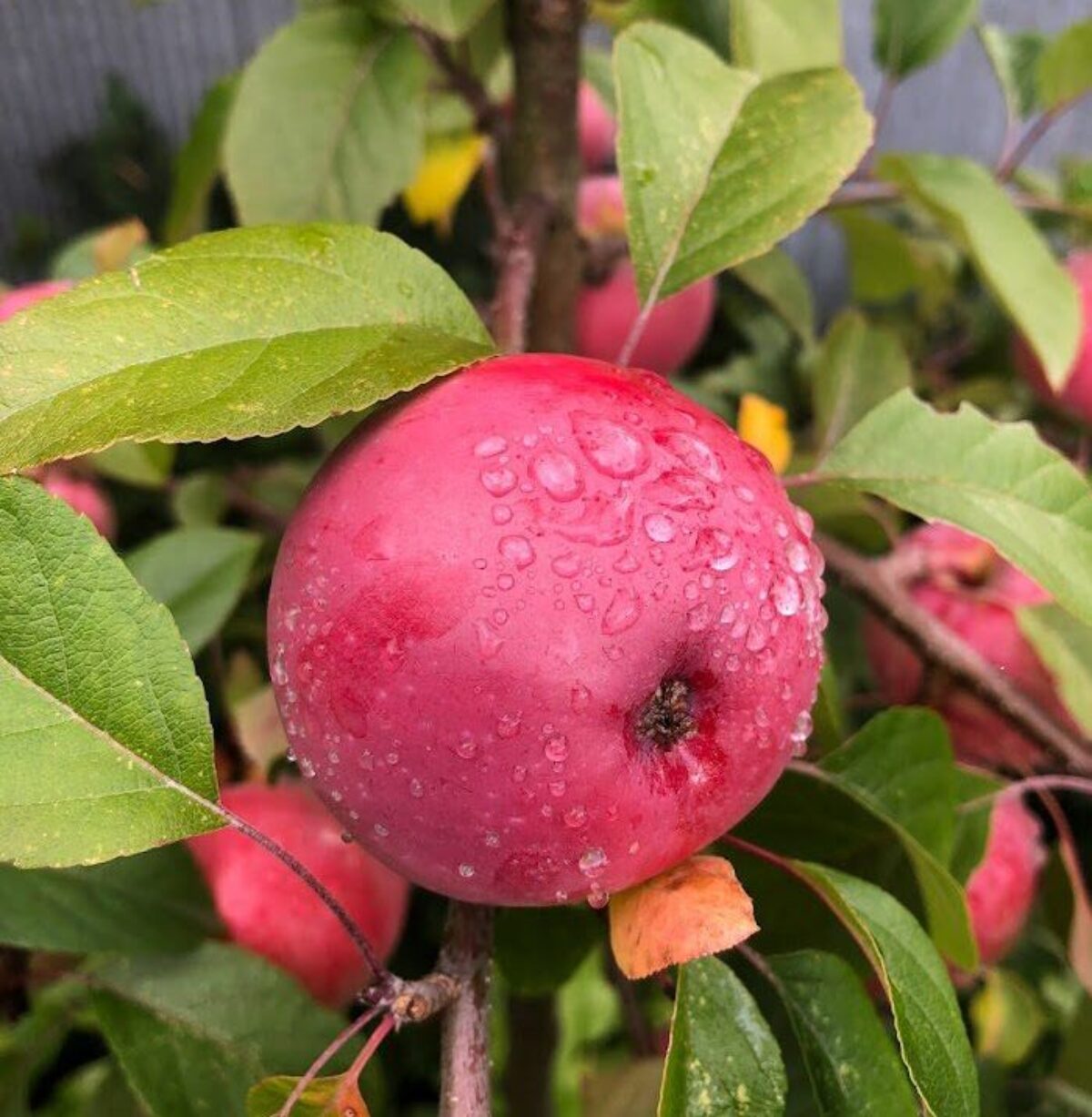 Red Rubens