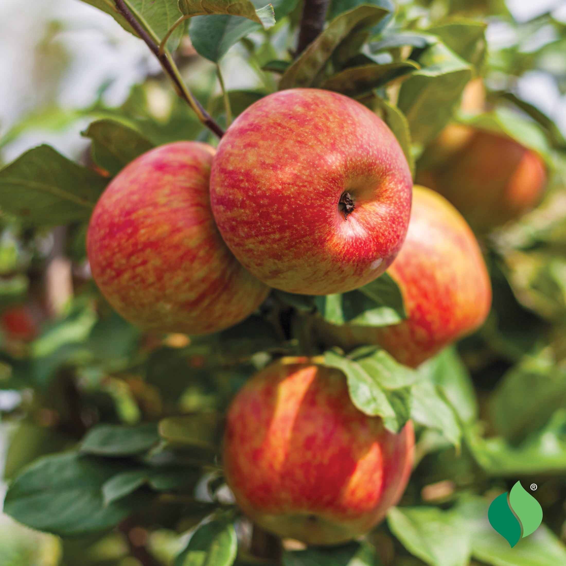 Honey Crisp