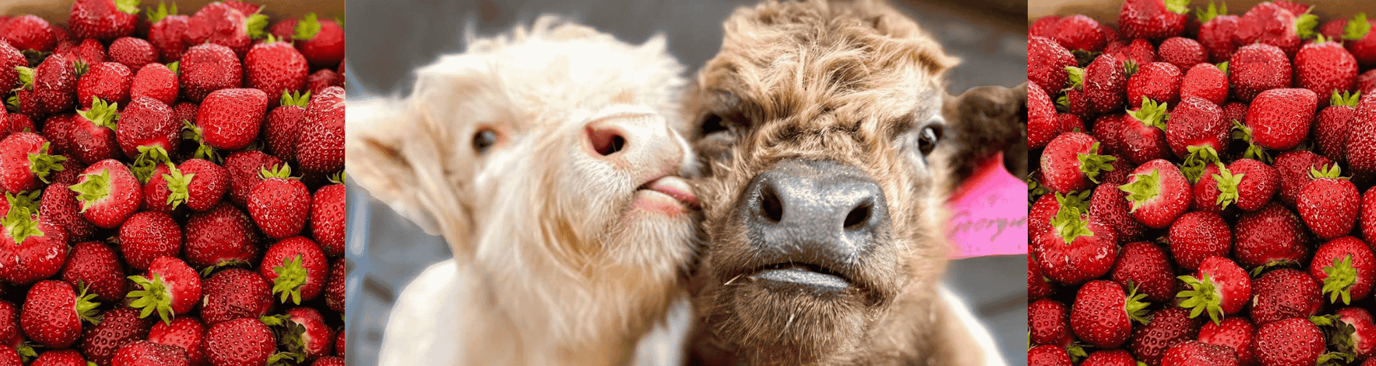 Baby Animals & Berries Festival