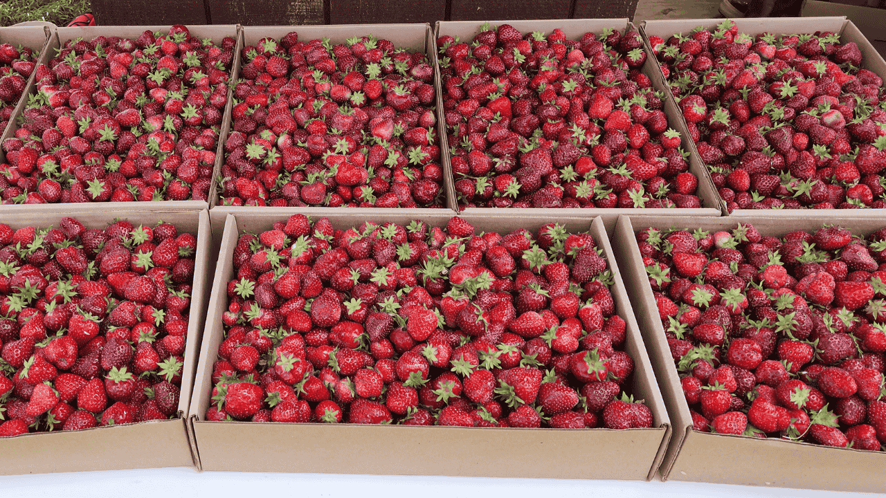 Strawberry Field Trip