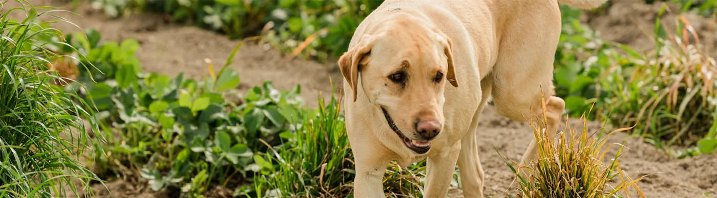 Service Animal and Pet Policy