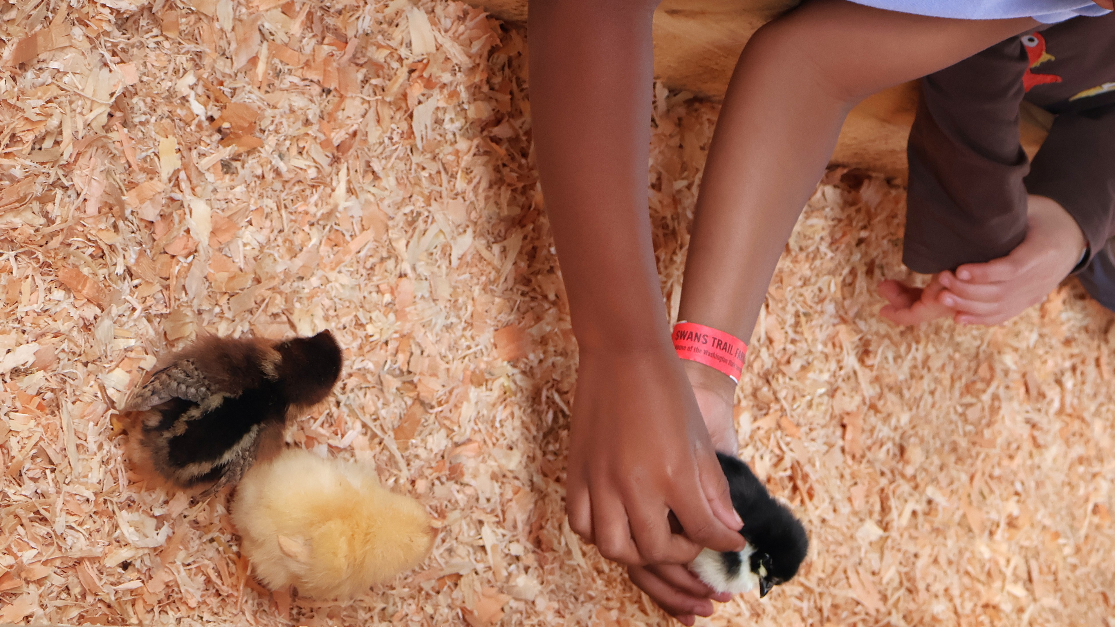 Chick Holding Experience