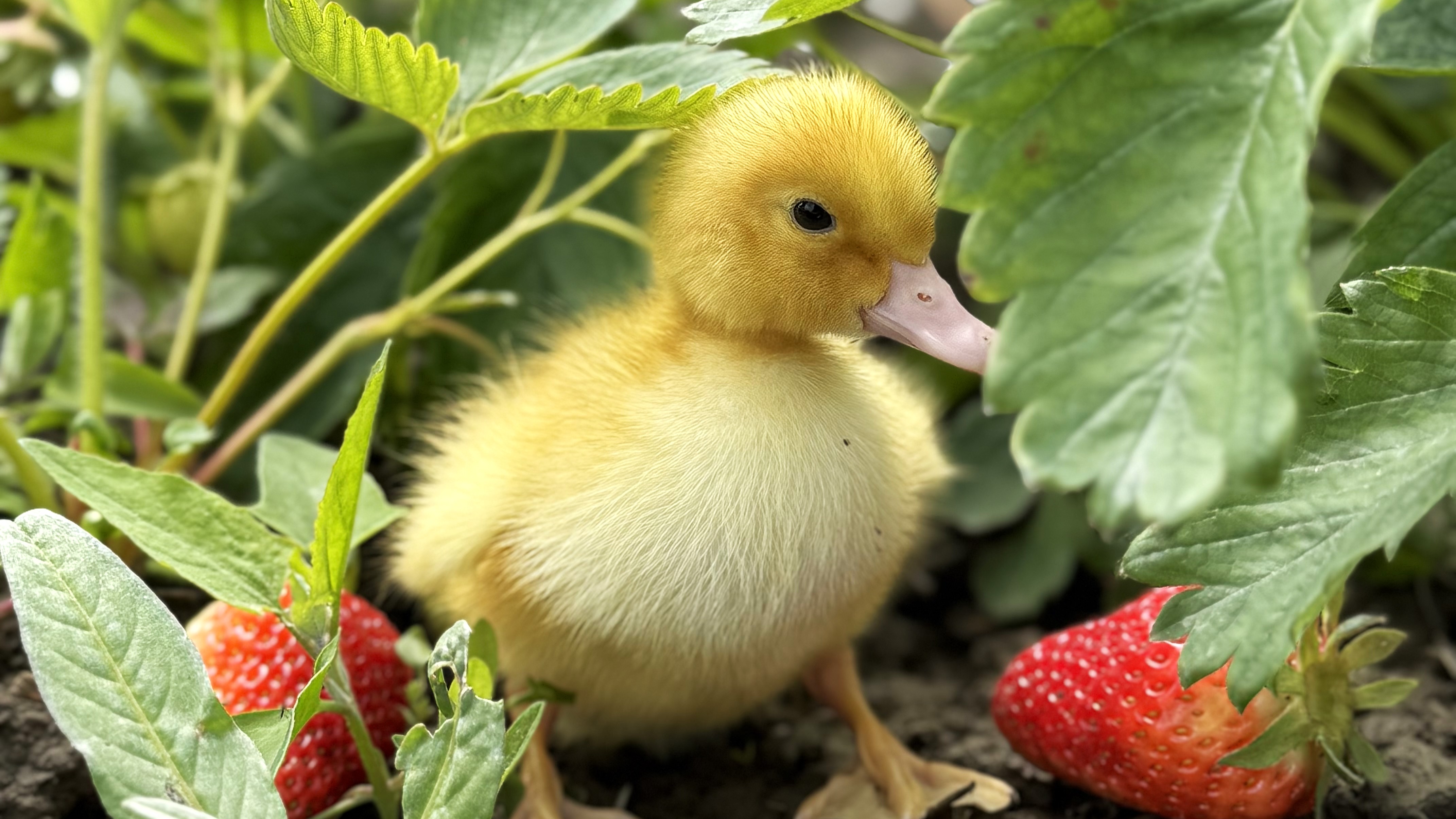 Ducklings