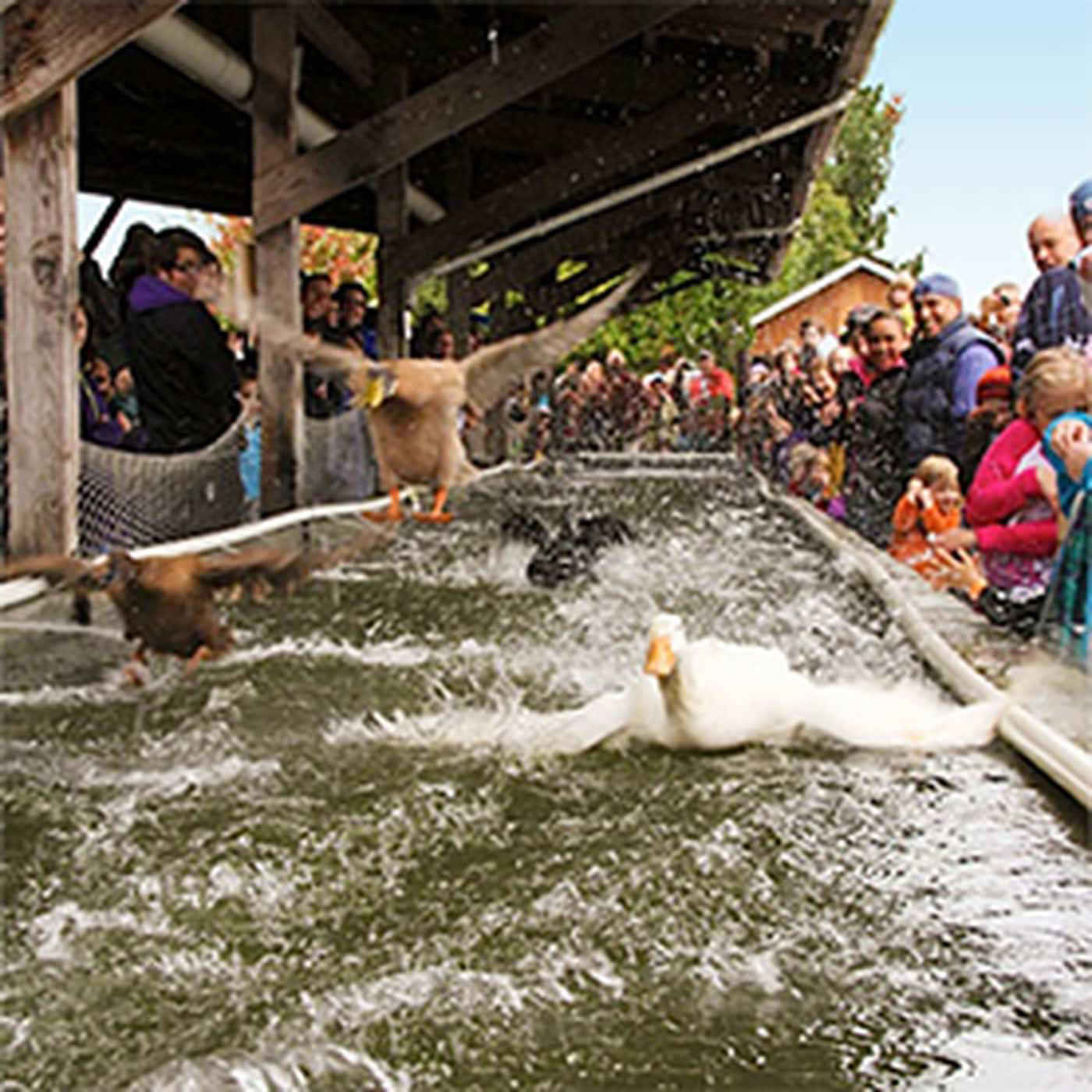 Live Duck Races