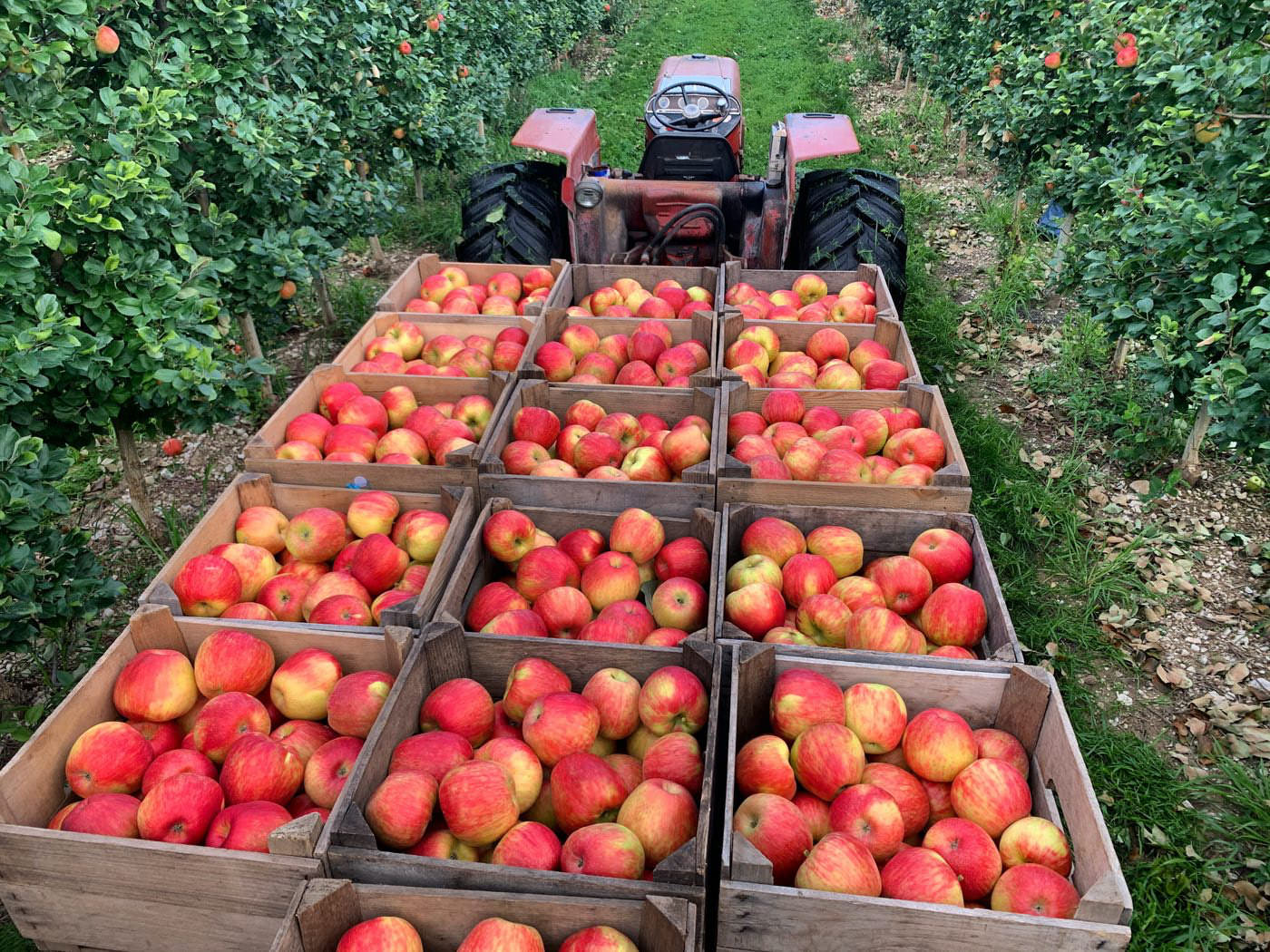 Apple Orchard & Cider Tasting Experience Field Trip