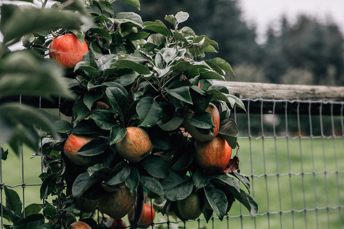 U-Pick Apple Orchard