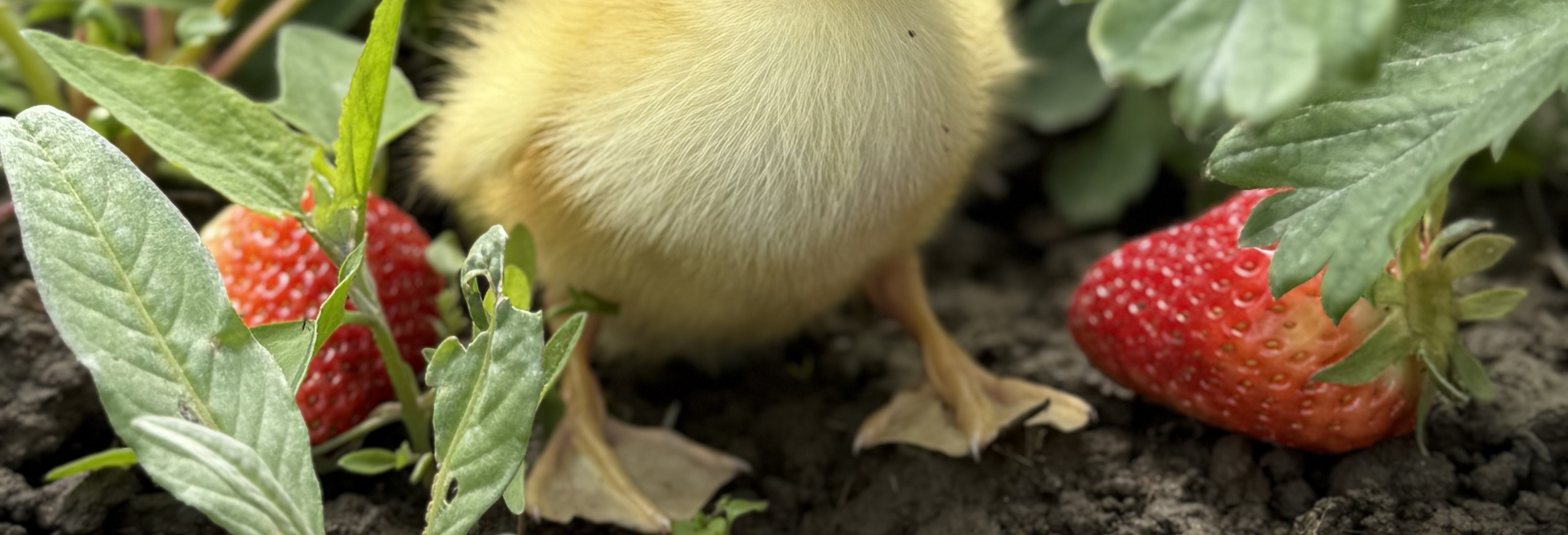 Baby Animals & Berries Festival