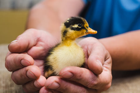 Animal Barn Talk - Small Farm Animal  