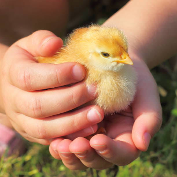 Learn how farmers care for their animals!