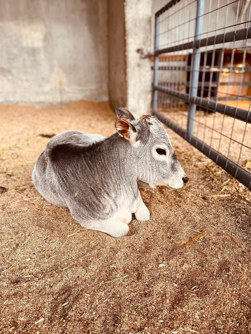Animal Barn Talk - Large Farm Animal 