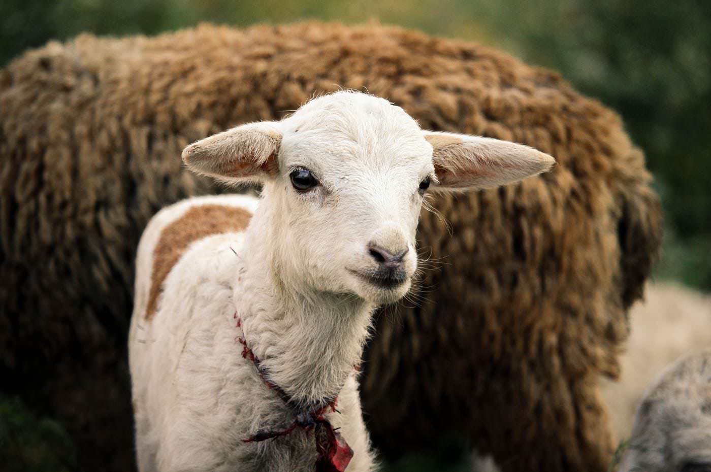 Baby Animals & Berries Festival