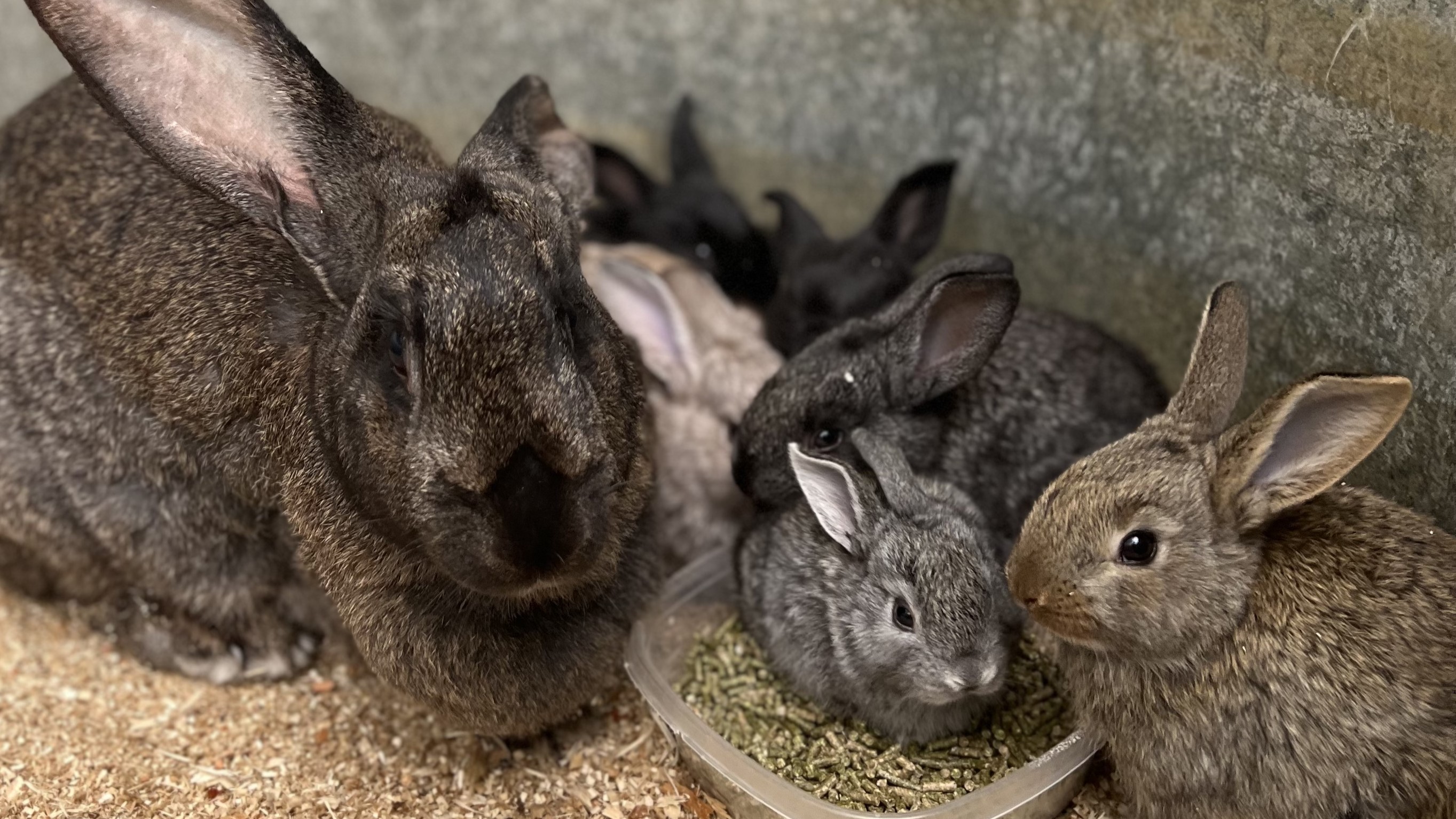 Bunny Holding