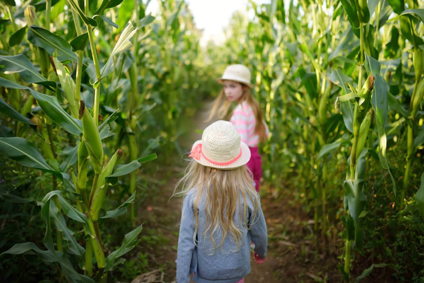 How is the Washington State Corn Maze created? 