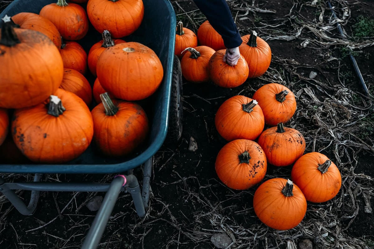 Pumpkin Patch Experience