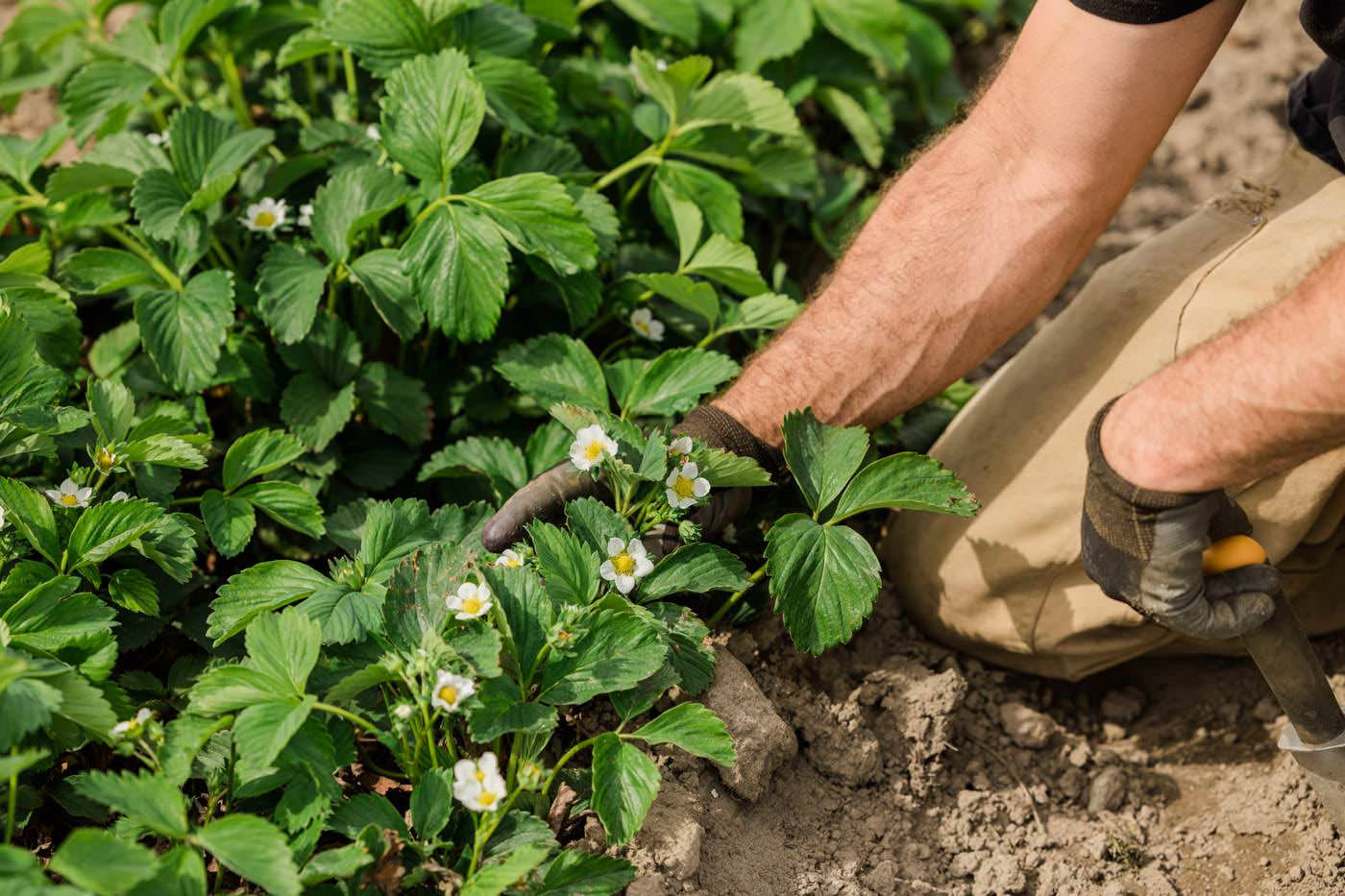 Planting • Harvesting • Sustainable Farming!