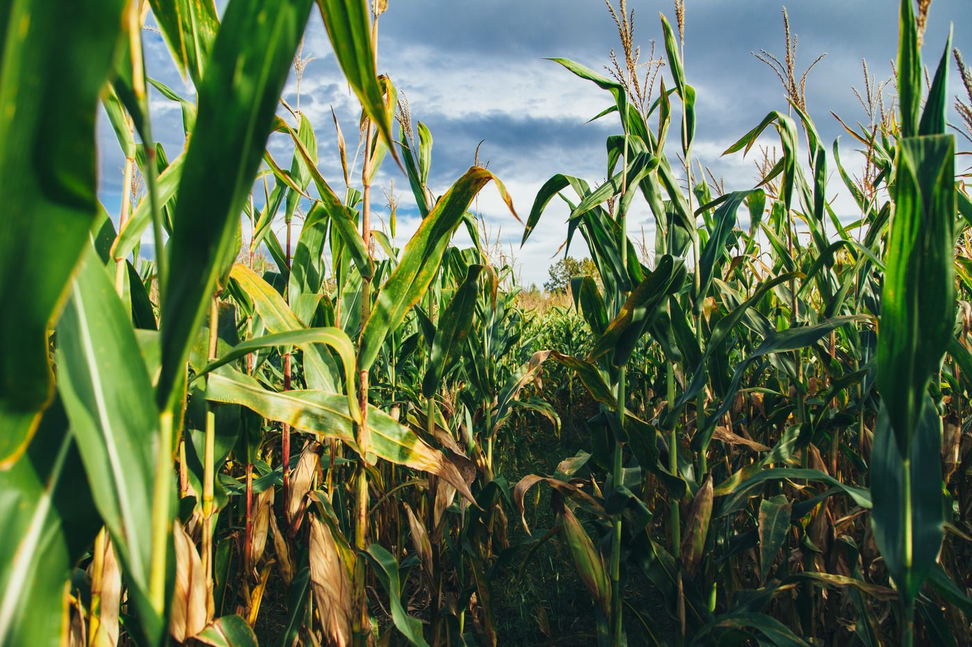 Washington State Corn Maze