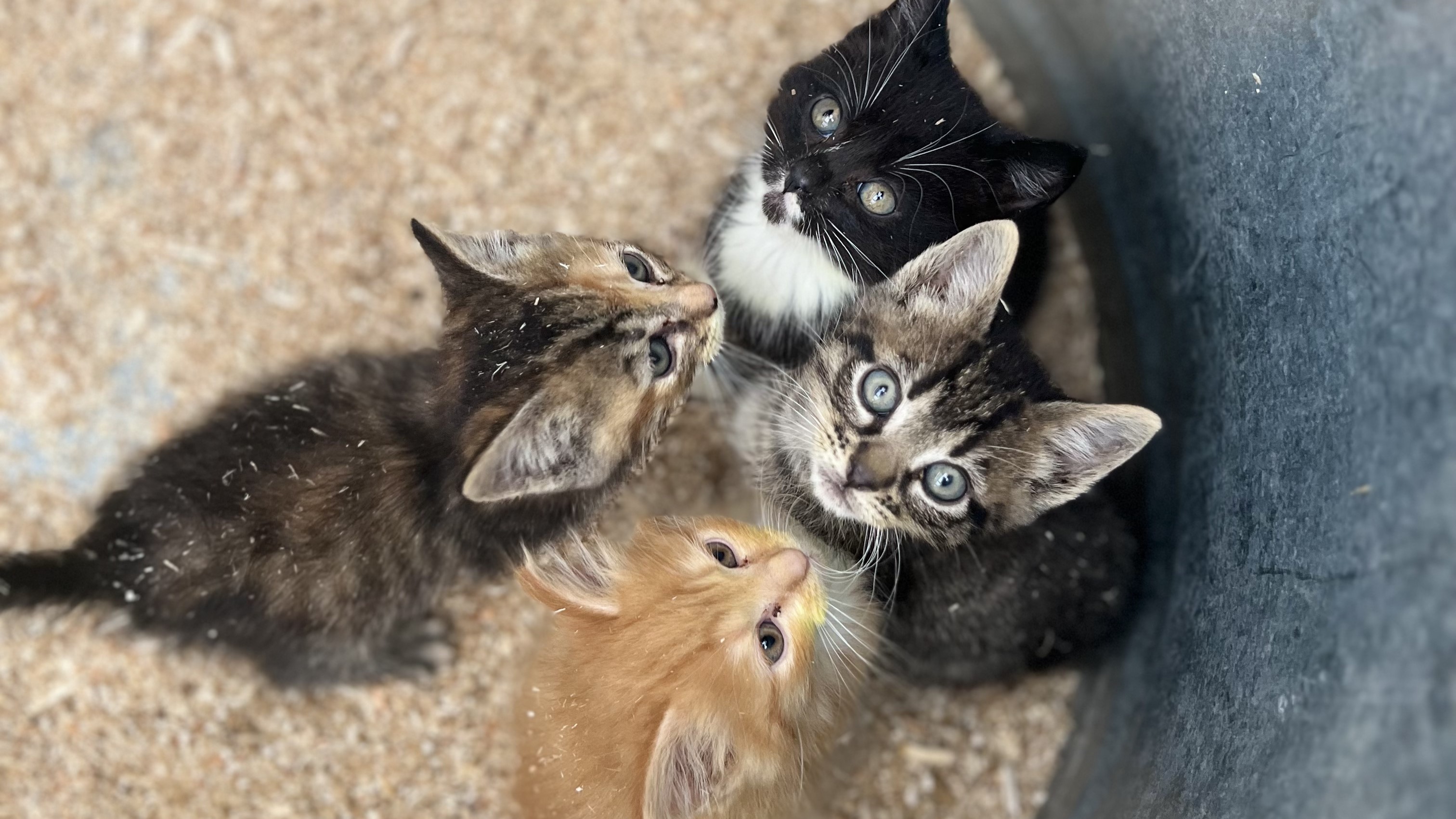 Kitten Holding