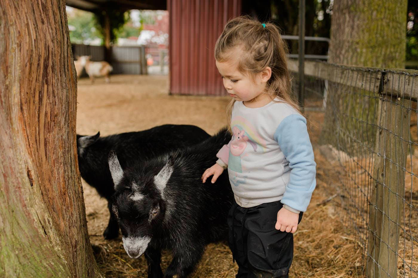 Nigerian Dwarf Goats