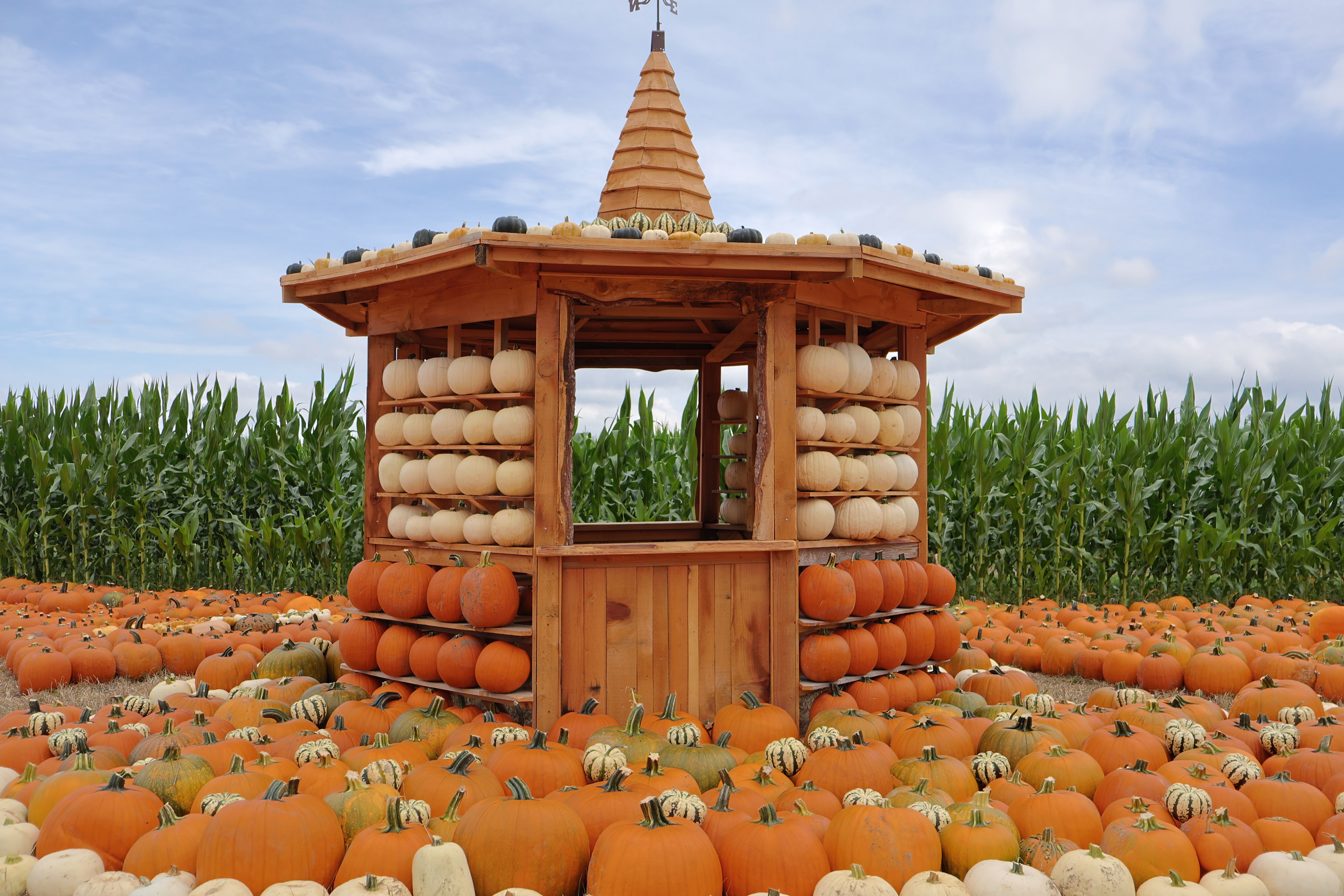 Magical Pumpkin Garden