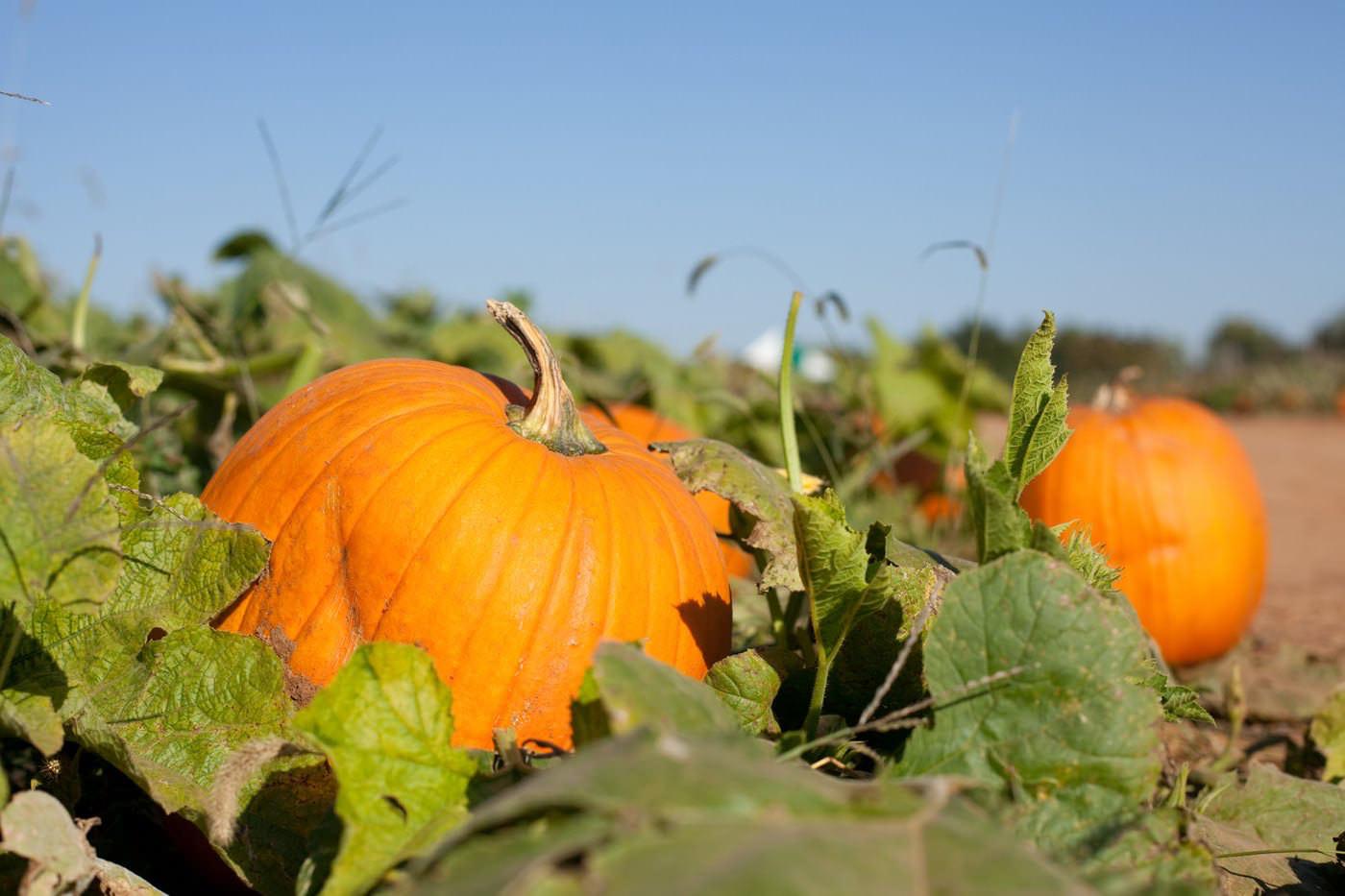 Pumpkin Patch