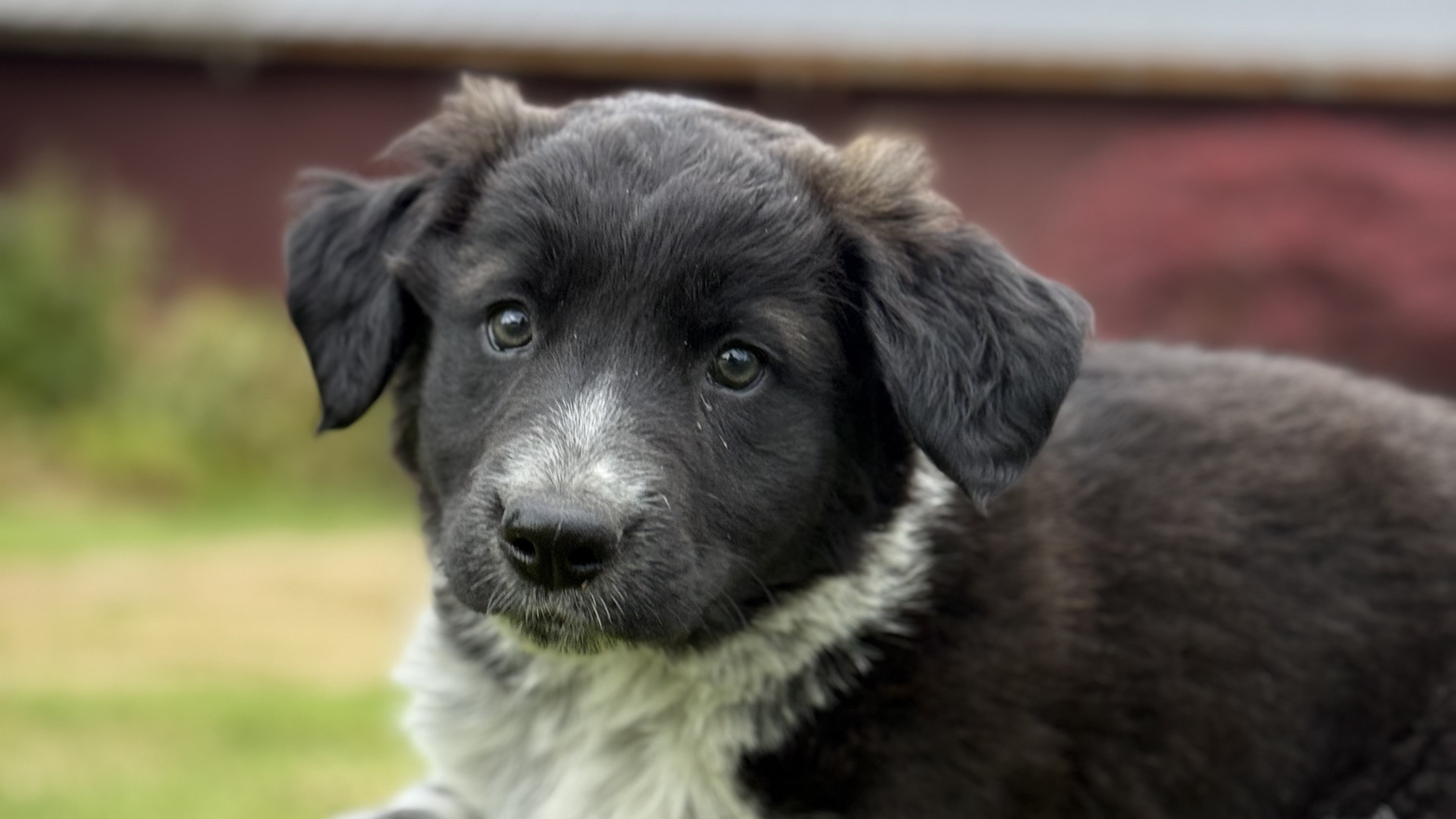 Puppy Holding