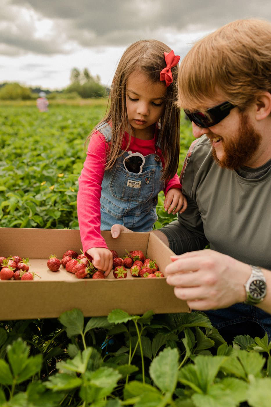 U-Pick Strawberries