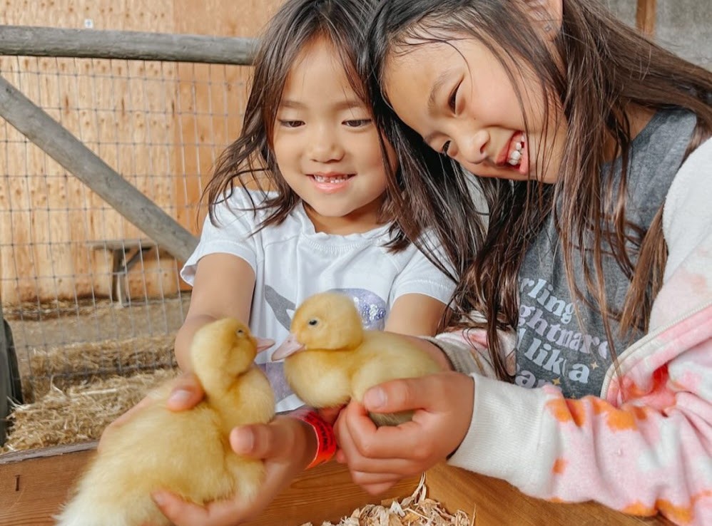 Chick Holding Experience