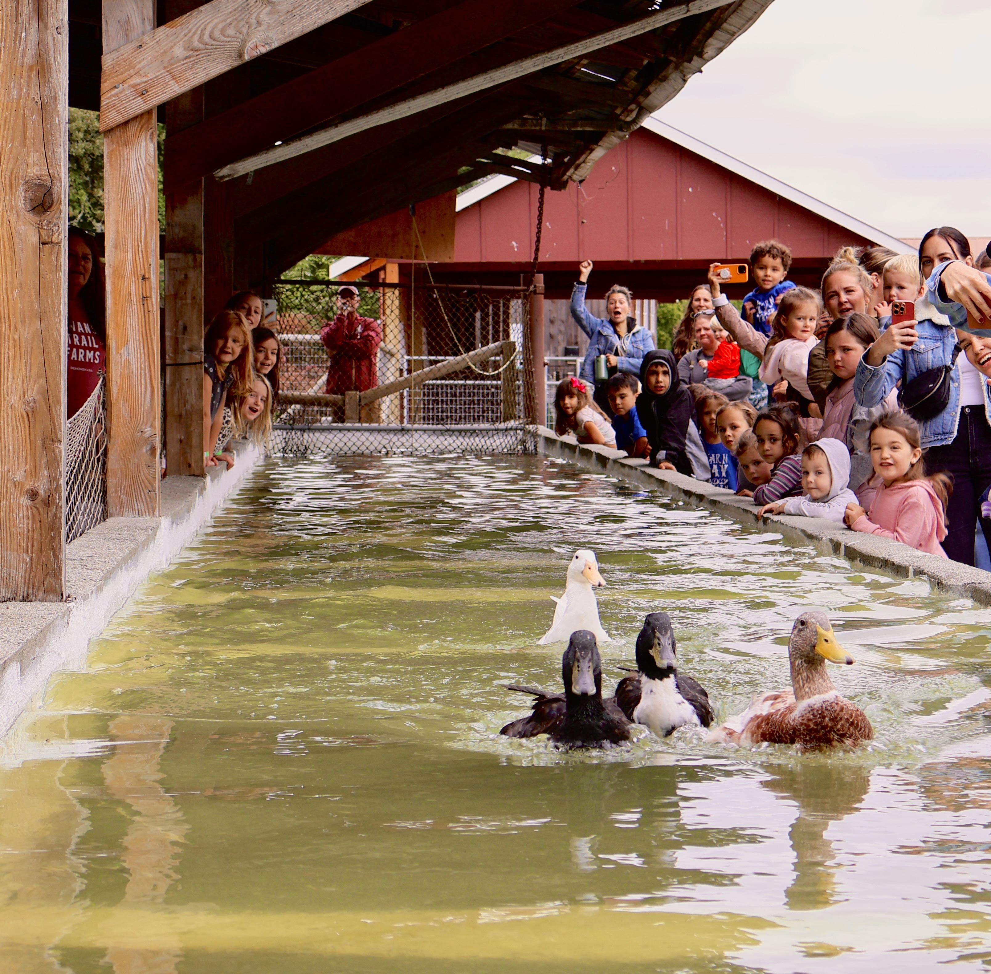 Live Duck Races
