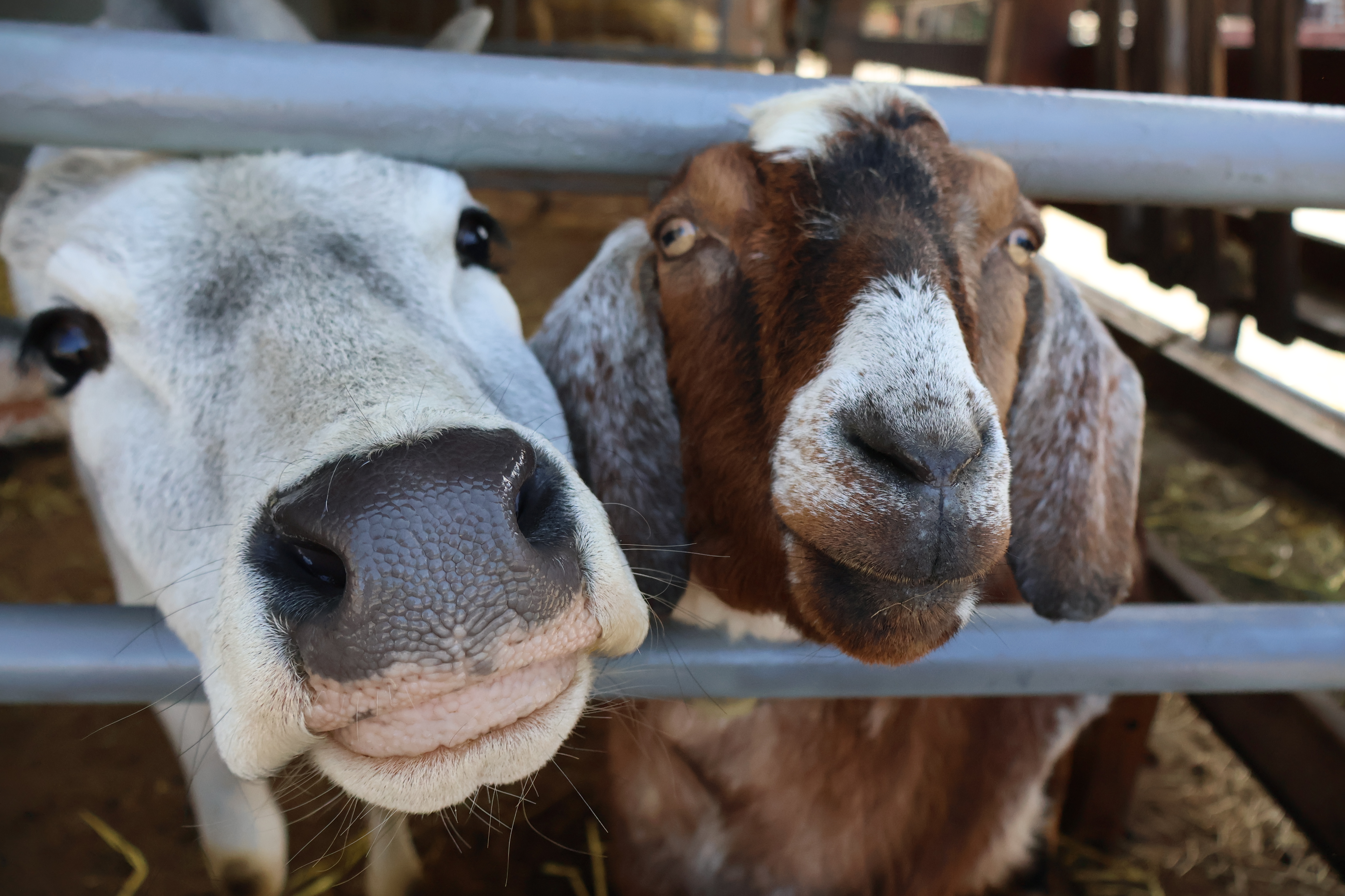 Animal Barn