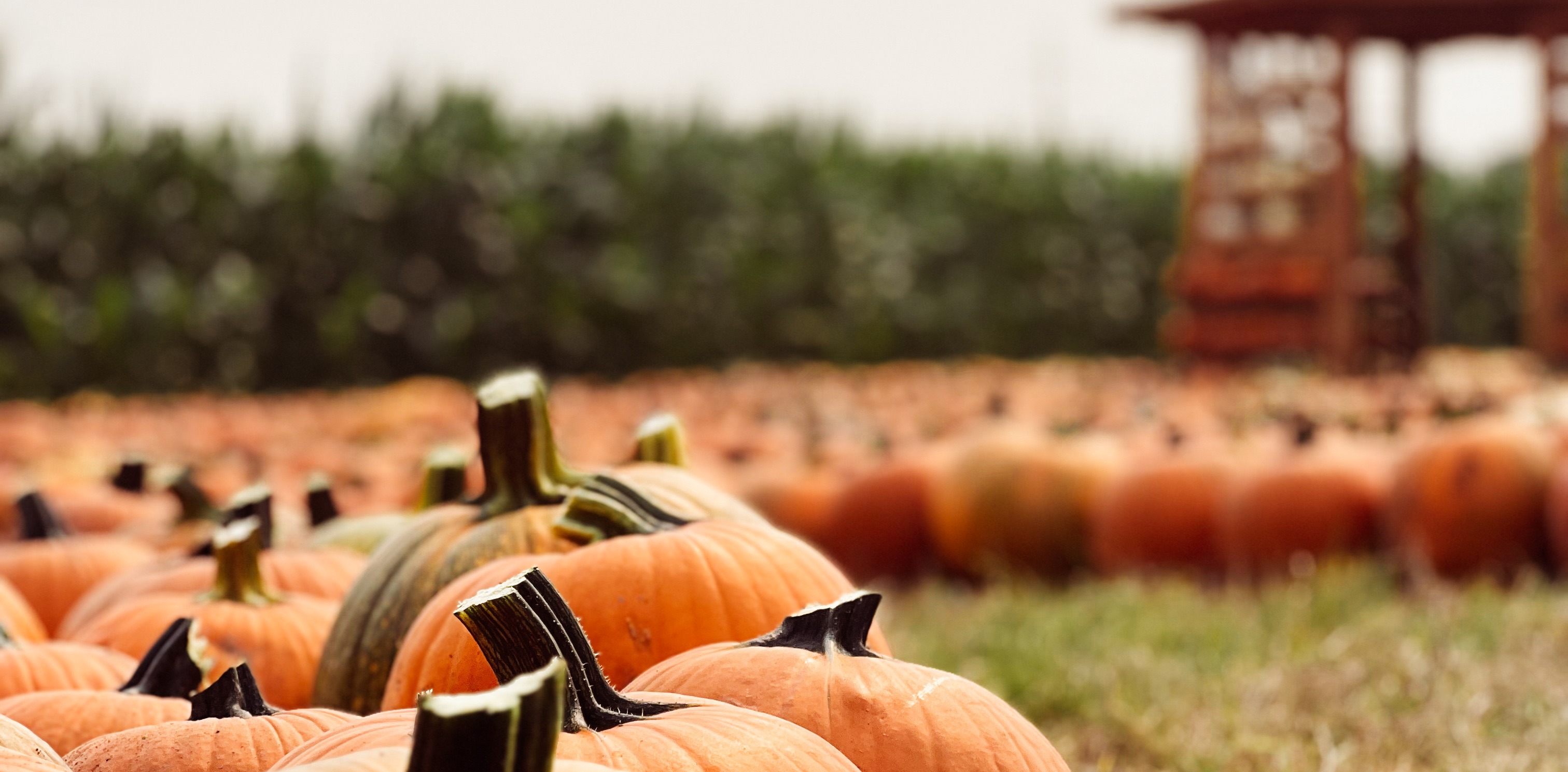 Harvest Festival