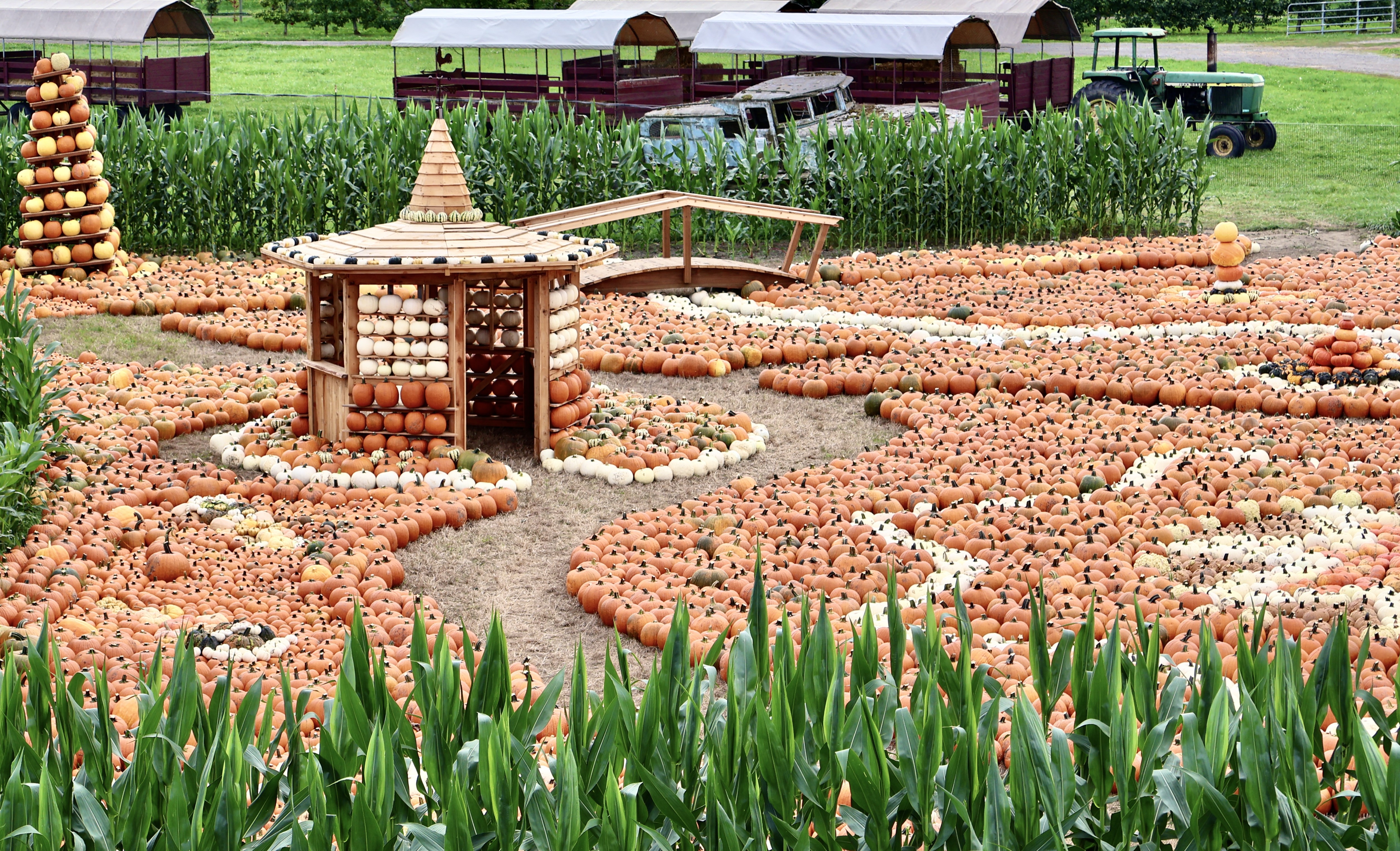Magical Pumpkin Garden