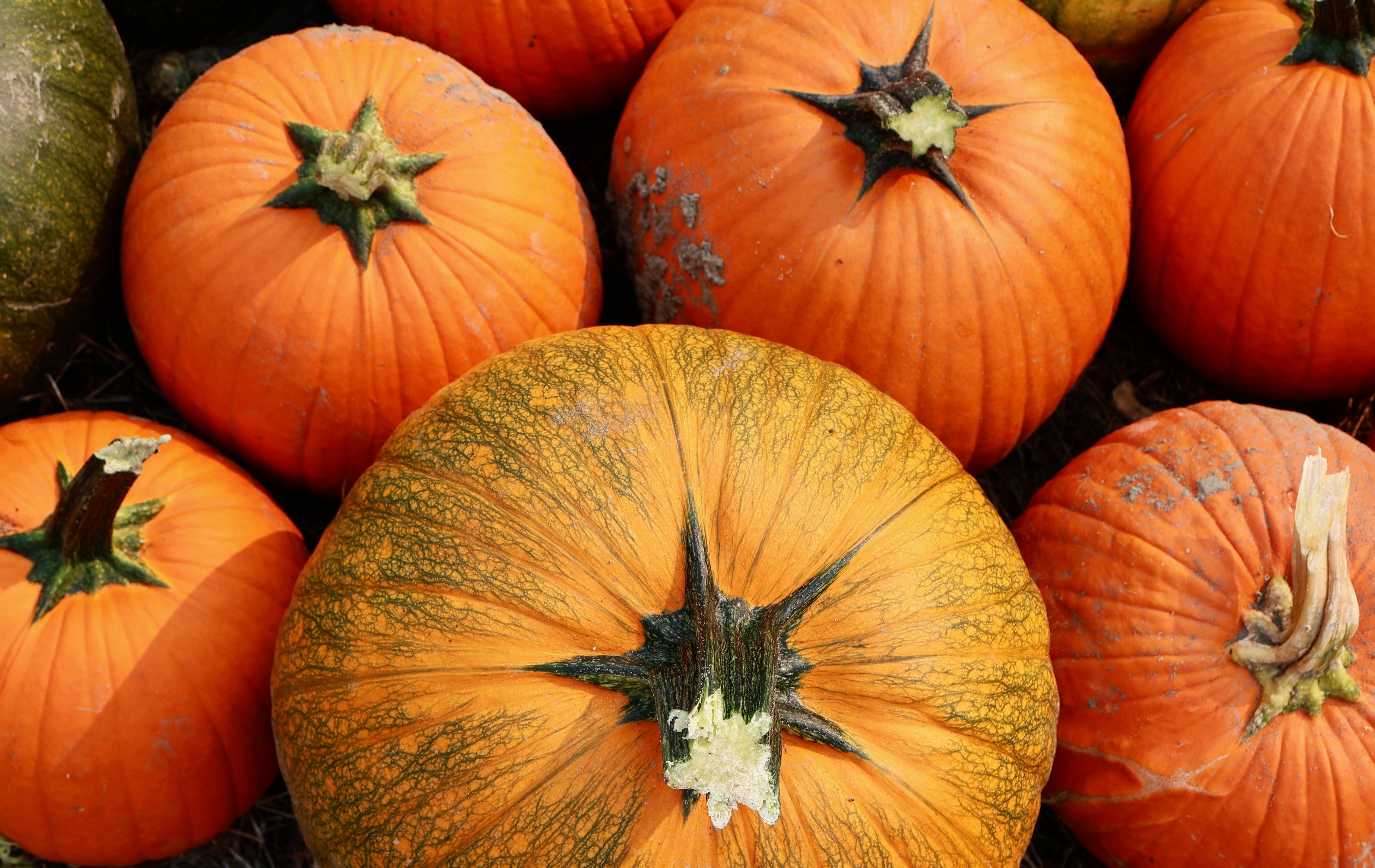 U-Pick Pumpkin Patch