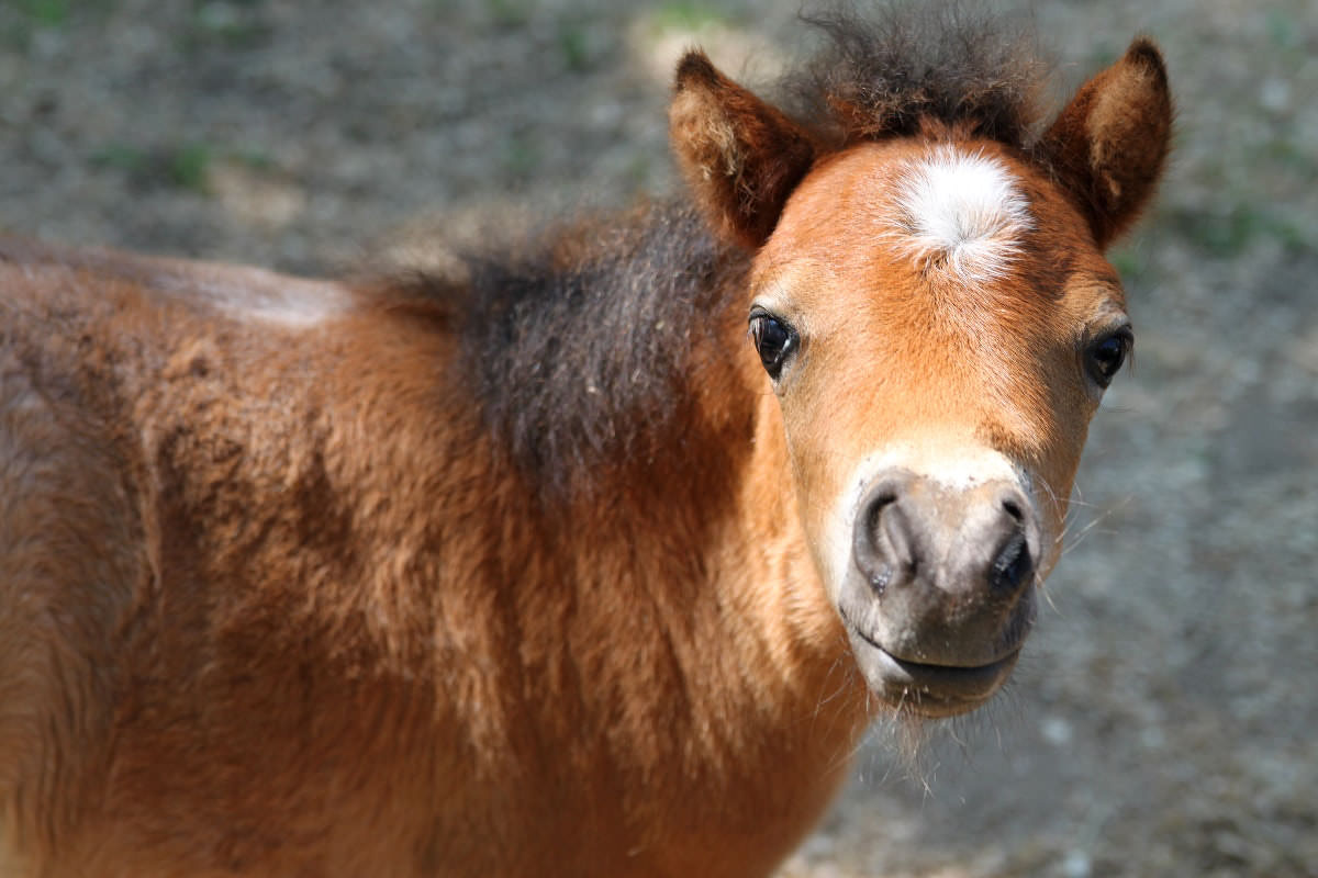 Mini Pony